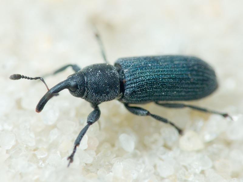 Mecinus Germar, 1821